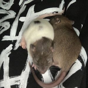 Meet your Posher, Jasper